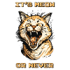 It's Meow or Never