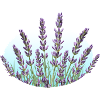 Lavendel Lavendelhalme Lavendelfeld