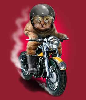 Adoptez le style rebelle avec notre t-shirt Chat Motard. Un félin rider sur sa moto pour les fans d'animaux et de belles bécanes.