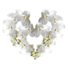 Orchid,Flowers,Flower Heart,Heart