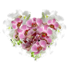Orchidee,blumen,blumenherz,herz, blüte