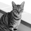 Cat background portrait white-black