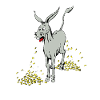 Goldesel