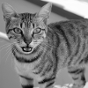 Cat portrait white-black