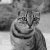 Cat background portrait white-black