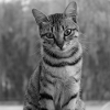 schwarzweiße Katze 