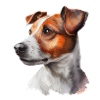Jack Russell Terrier ritratto acquerello