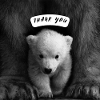 Cute polar bear with mom