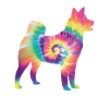 Tie Dye Dog