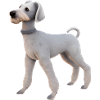 Bedlington Terrier