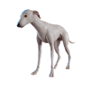 Greyhound Dog