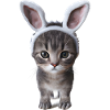 Cat with rabbit ears