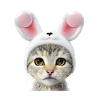 Cat with rabbit ears
