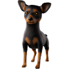 Lancashire Heeler