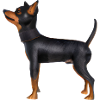 Lancashire Heeler