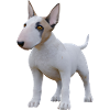 Miniature Bull Terrier