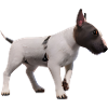 Miniature Bull Terrier