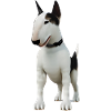 Miniature Bull Terrier