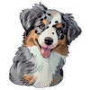 Cute Australian Shepherd Puppy