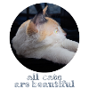All cats are beautiful