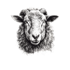 Sheep Portrait
