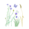 Cornflower