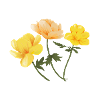 Flowers yellow