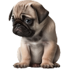 Shy Pug Puppy