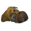 Meerschweinchen