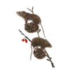 Ratten