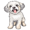 Petit caniche mignon