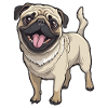 Fidèle chien Boxer