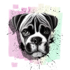 Boxer Dog