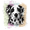 Dalmatian dog