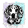 Dalmatian