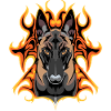 Malinois Flash