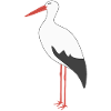 White Stork