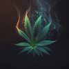 Cannabis