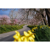 Mandelblüte