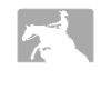 Reining Riding Dressage Western Riding