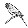 Budgerigar Bird propriétaire Cockatiel Bird