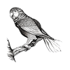 Budgerigar Propriétaire d’oiseaux Bird cockatiel