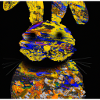 Osterhase