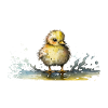 Chick in puddle