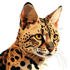 BENGALE