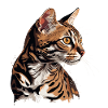 Målad bengalisk katt porträtt - Konst