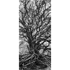 L’arbre du monde