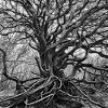 Yggdrasil