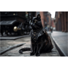 Cat Black4