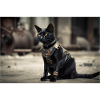Cat Black